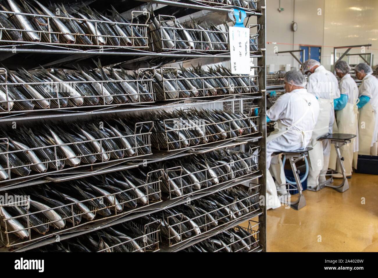 Préparation des sardines, AVANT LA CUISSON, Conserverie LA BELLE-ILOISE, Quiberon, Morbihan (56), FRANCE Banque D'Images