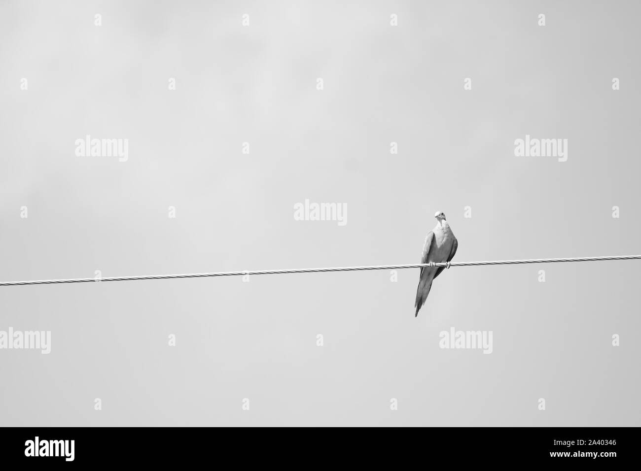 Bird on a wire, Monochrome, Nashville, Tennessee Banque D'Images