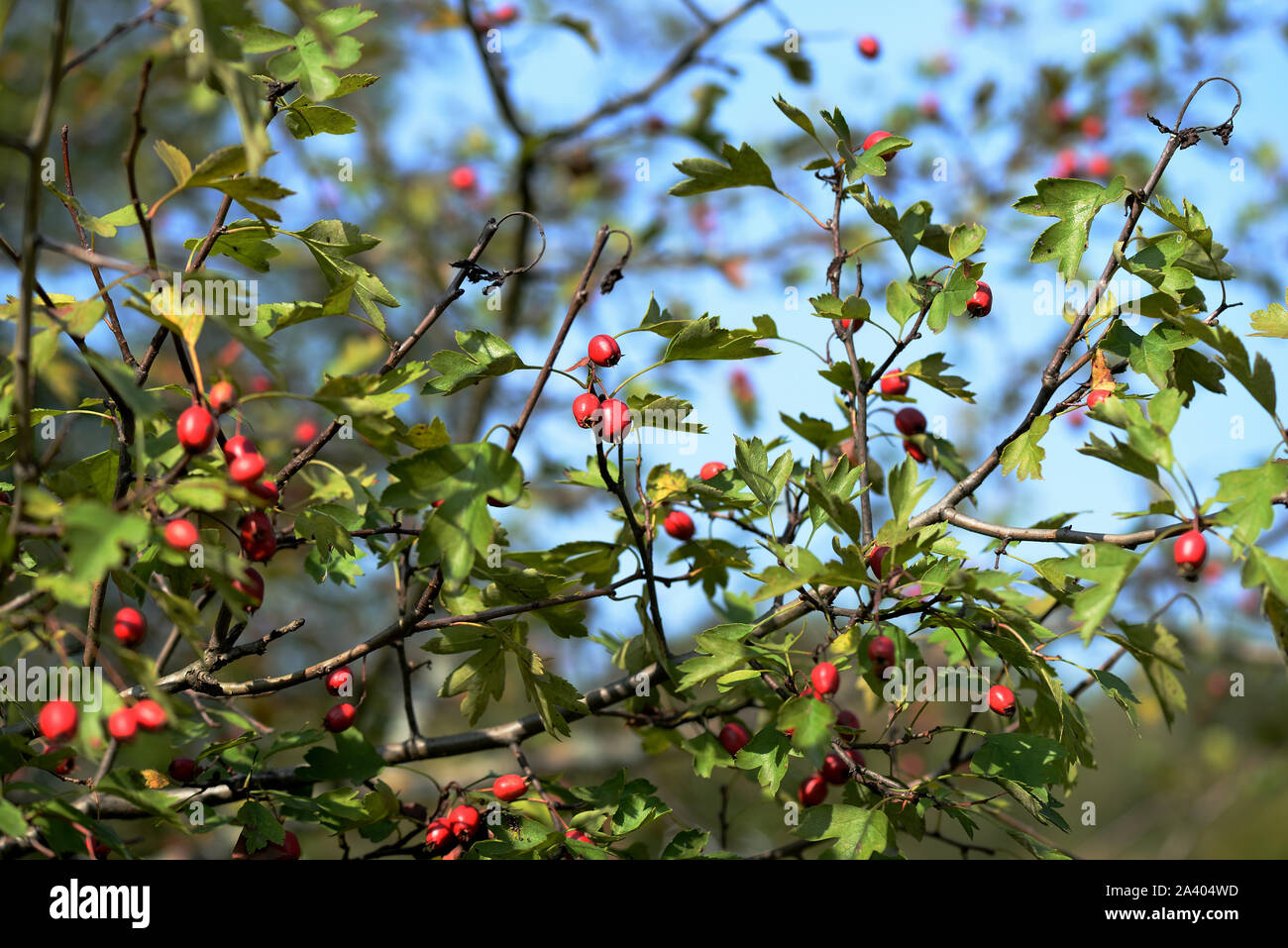 Les baies d'aubépine rouge vif sur un buisson dans la forêt d'automne Banque D'Images