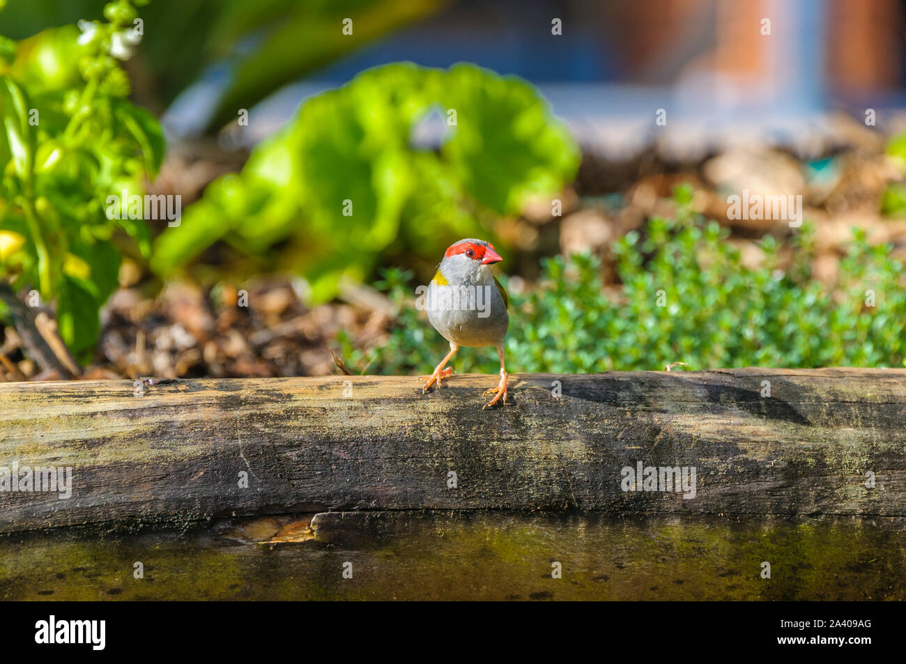 finch unique à sourcils rouges, debout sur une bûche de chasse aux graines d'herbe et aux insectes à Tinaburra Waters Atherton Tablelands, Queensland en Australie. Banque D'Images