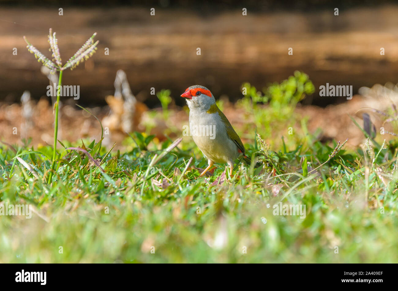 finch unique à sourcils rouges, debout sur un terrain herbacé à la recherche de graines et d'insectes à Tinaburra Waters Atherton Tablelands, Queensland en Australie. Banque D'Images