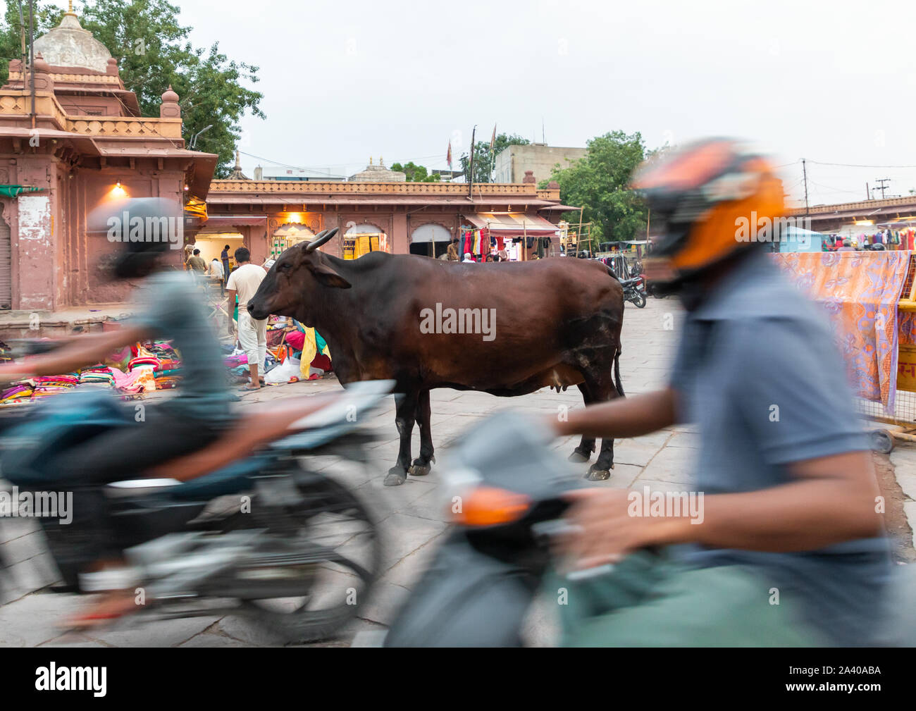 Vache debout au milieu de la rue dans le trafic de motos, Rajasthan, Jodhpur, Inde Banque D'Images