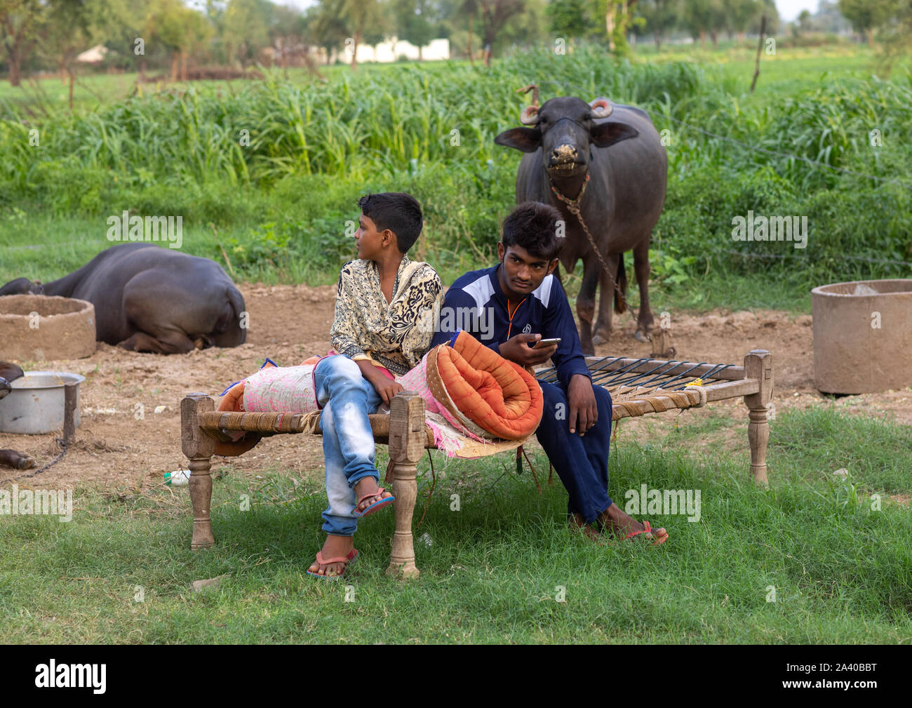 Les enfants indiens s'asseoir sur un lit en face de buffles, Rajasthan, Inde, Baswa Banque D'Images
