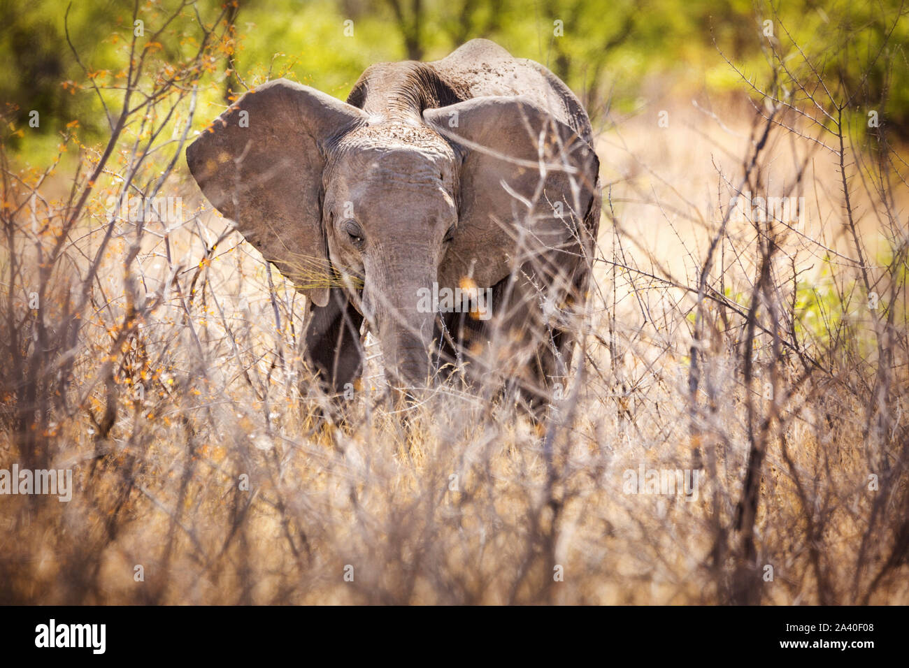 Mignon bébé éléphant derrière le buisson, Etosha, Namibie, Afrique Banque D'Images