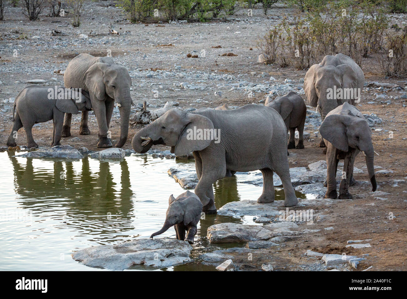 Un troupeau d'éléphants boire et jouer à un point d'Etosha, Namibie, Afrique Banque D'Images