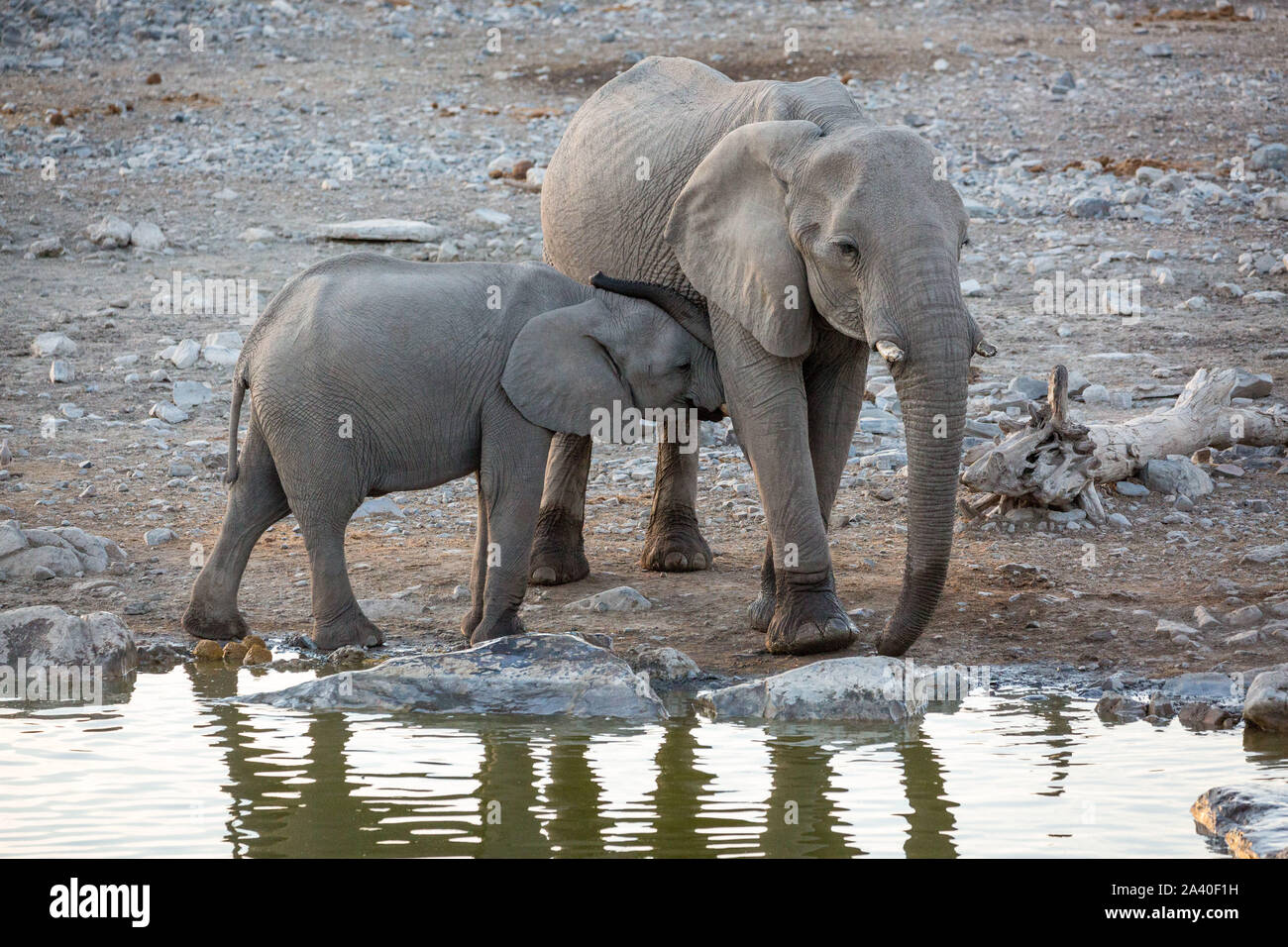 Petits Câlins avec sa mère d'éléphants à côté d'un point d'Etosha, Namibie, Afrique Banque D'Images