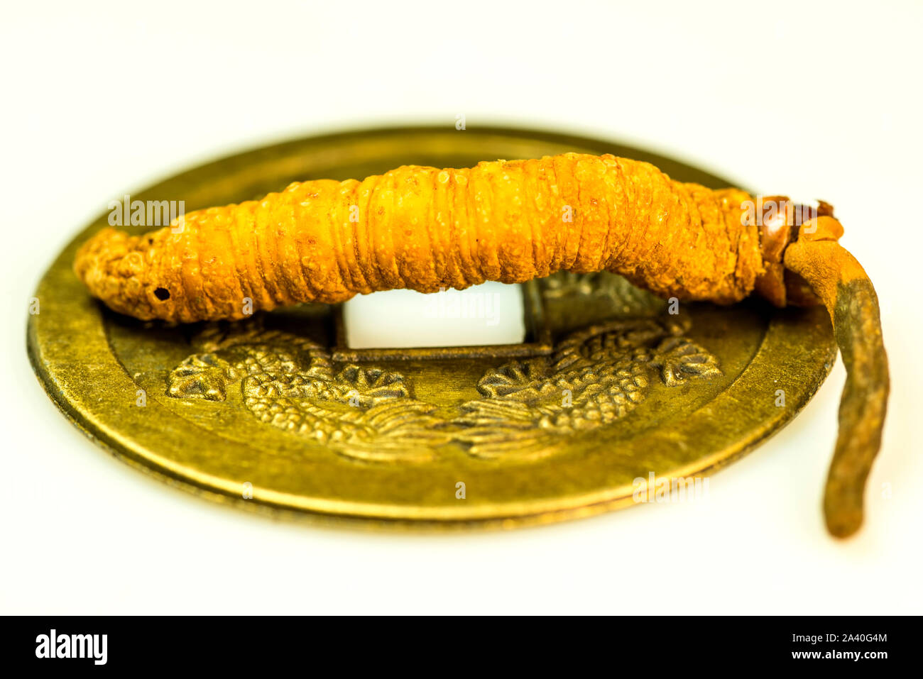 Caterpillar Fungus, la médecine traditionnelle de la médecine tibetian Banque D'Images