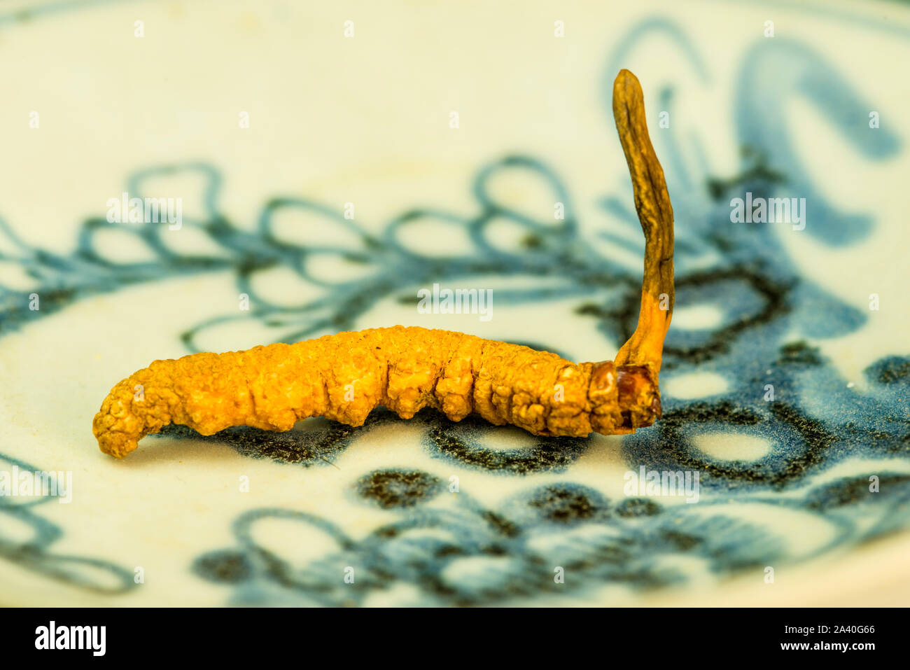 Caterpillar Fungus, la médecine traditionnelle de la médecine tibetian Banque D'Images