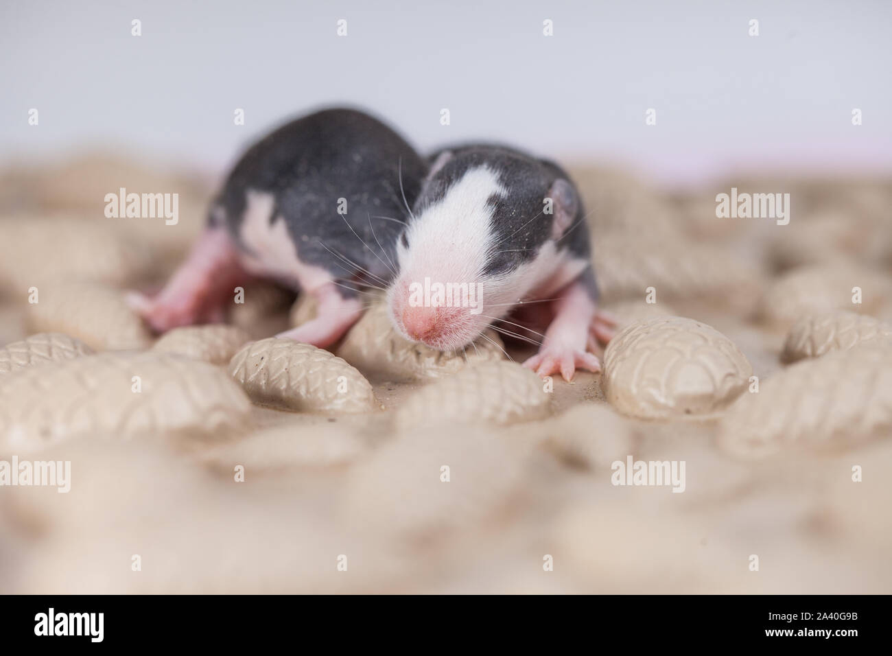 Chauve Souris Cendree Banque D Image Et Photos Alamy