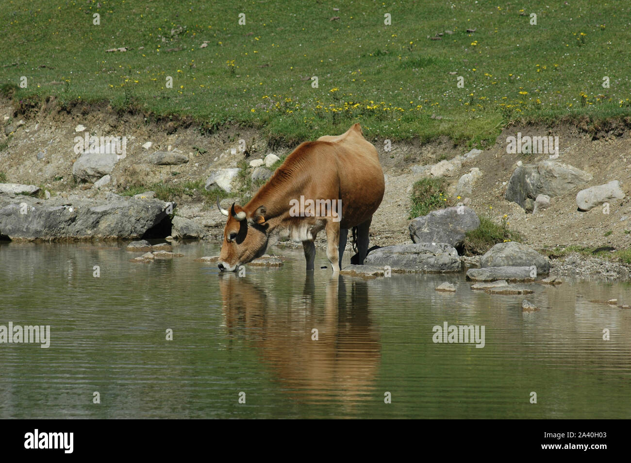L'asturien de boire à la vache dans le lac d'énol Covadonga Banque D'Images
