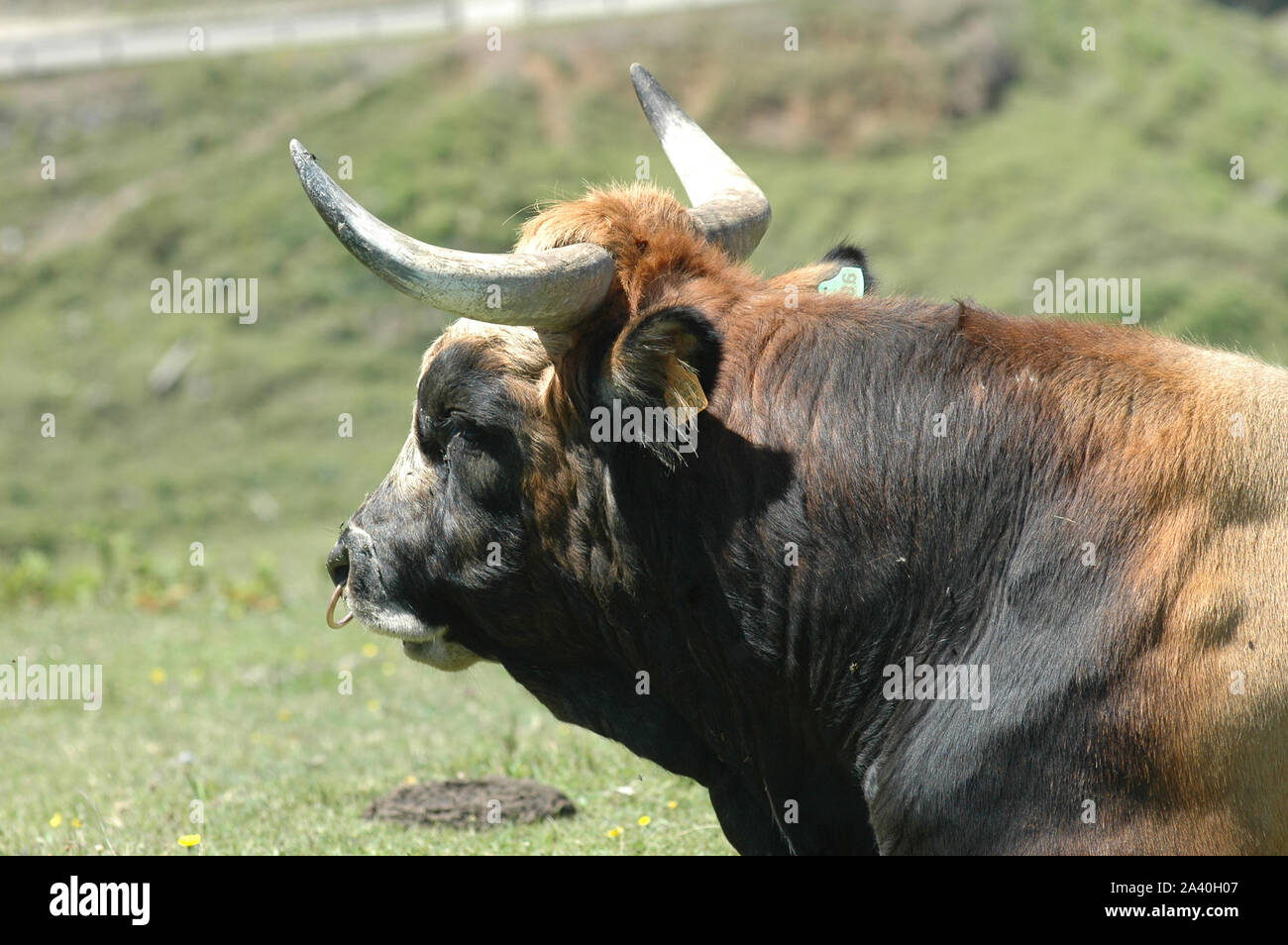 L'asturien étalon race de vache. Les Lacs de Covadonga. Banque D'Images