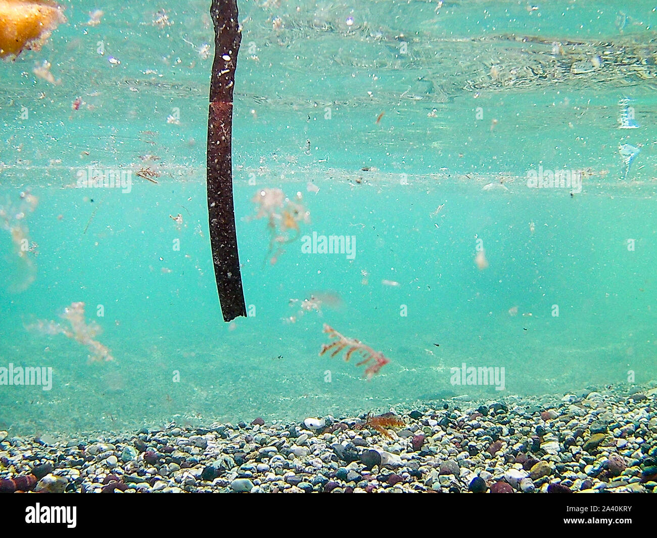 Levanto (Sp) - mare sporco e invaso da meduse Banque D'Images