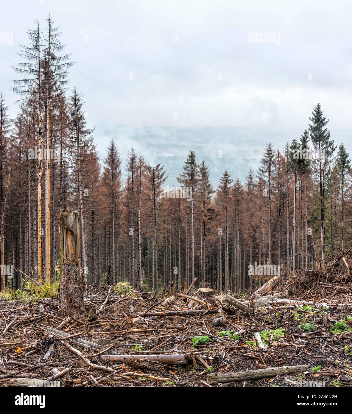 De grandes zones de forêts mortes dans les montagnes du Harz, à cause de la sécheresse, du vent et de l'infestation de dendroctones de rupture, la monoculture d'épicéas, avec National Harz Banque D'Images