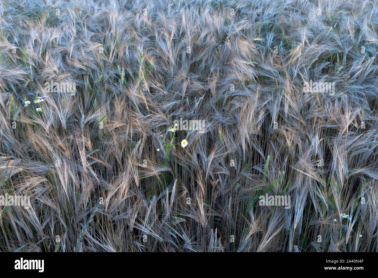 La maturité l'orge (Hordeum vulgare), épis de maïs dans le domaine, Bavière, Allemagne Banque D'Images