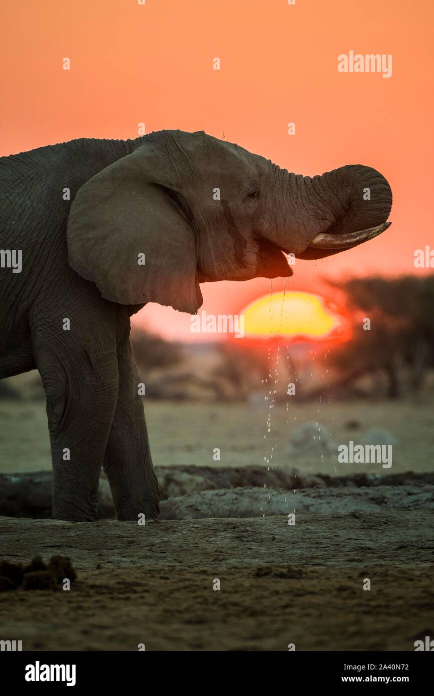 L'éléphant africain (Loxodonta africana) de boire à un point d'eau au coucher du soleil, Parc National de Nxai Pan, Ngamiland, Botswana Banque D'Images