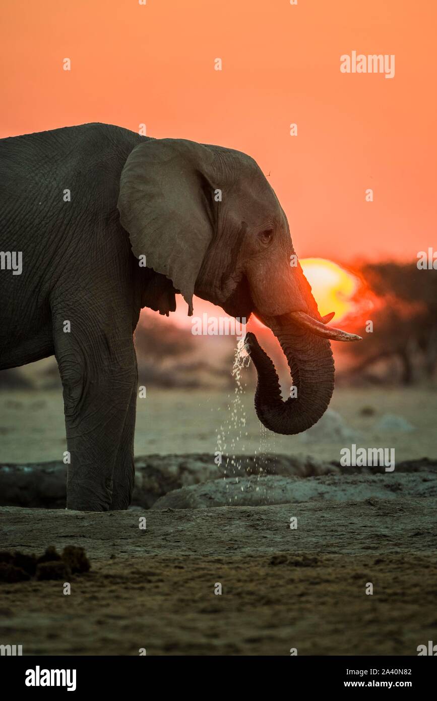 L'éléphant africain (Loxodonta africana) de boire à un point d'eau au coucher du soleil, Parc National de Nxai Pan, Ngamiland, Botswana Banque D'Images