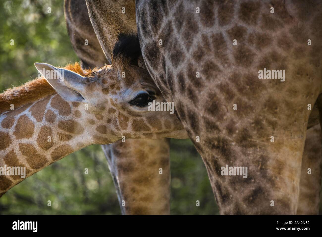 Communauté Girafe (Giraffa camelopardalis angolensis), jeune mère de potable animale, close-up, Moremi, Ngamiland, Botswana Banque D'Images