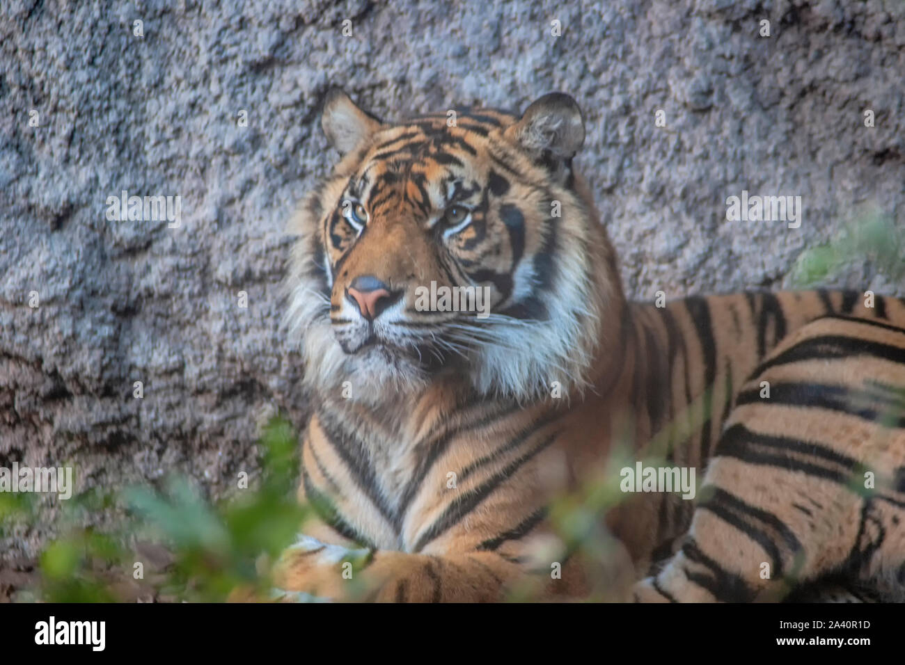 Les grands félins, tigre de Sumatra Banque D'Images