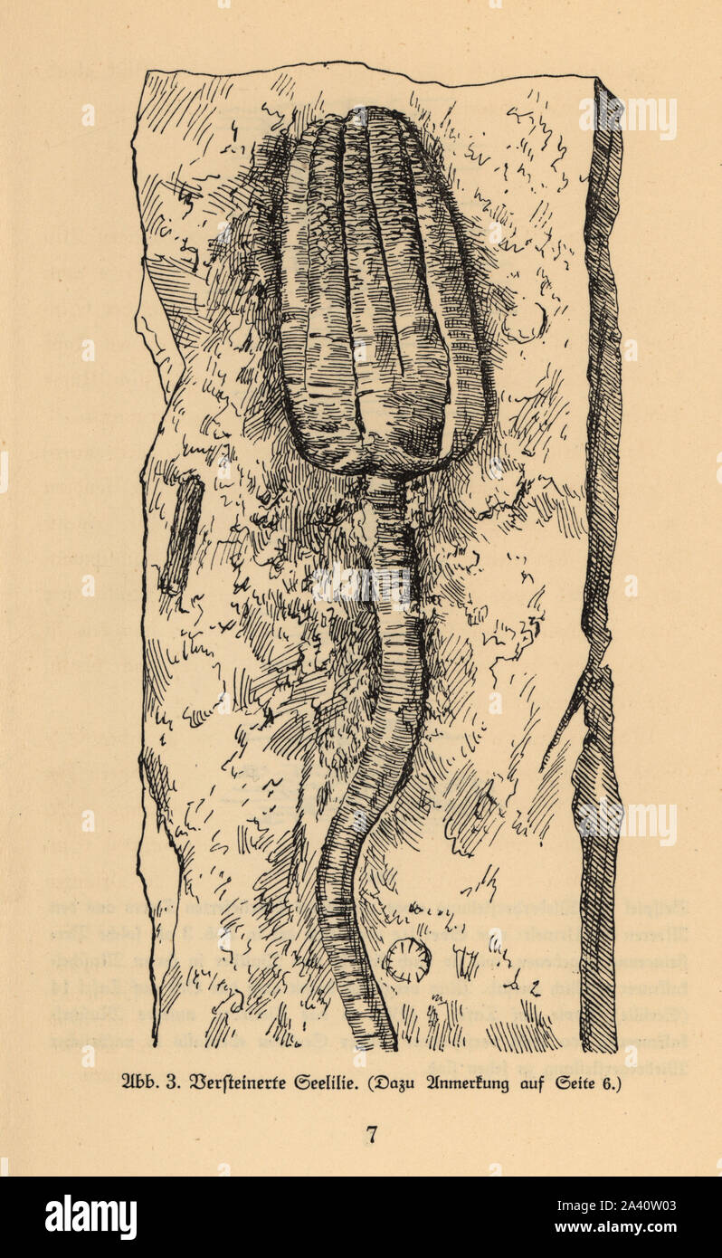 Une espèce fossile de crinoïde ou la mer lily. Illustration de Wilhelm Bolsche's Das Leben der Urwelt, vie préhistorique, Georg Dollheimer, Leipzig, 1932. Banque D'Images