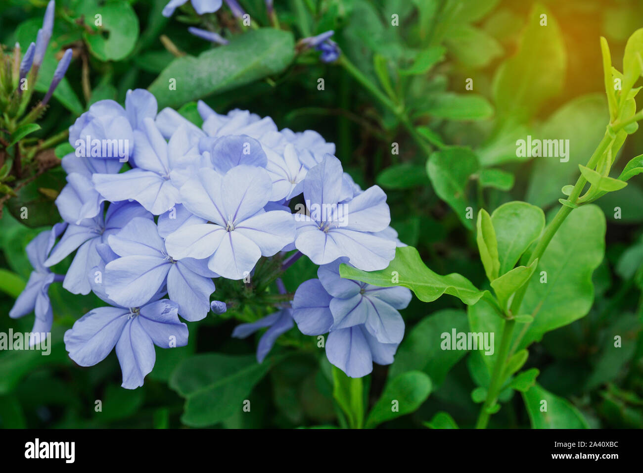 Plumbago bleu fleur en jardin Banque D'Images