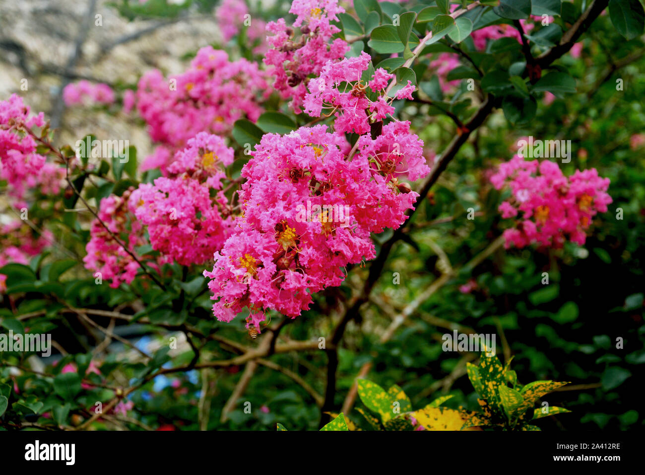 Close up of Crape Myrtle Fleurs également connu sous le nom de Kanji japonais fleurs, belle fleur rose Banque D'Images