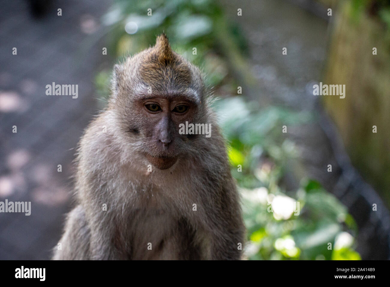 Petits singes dans la forêt de singes d'Ubud à Bali, en Indonésie Photo  Stock - Alamy