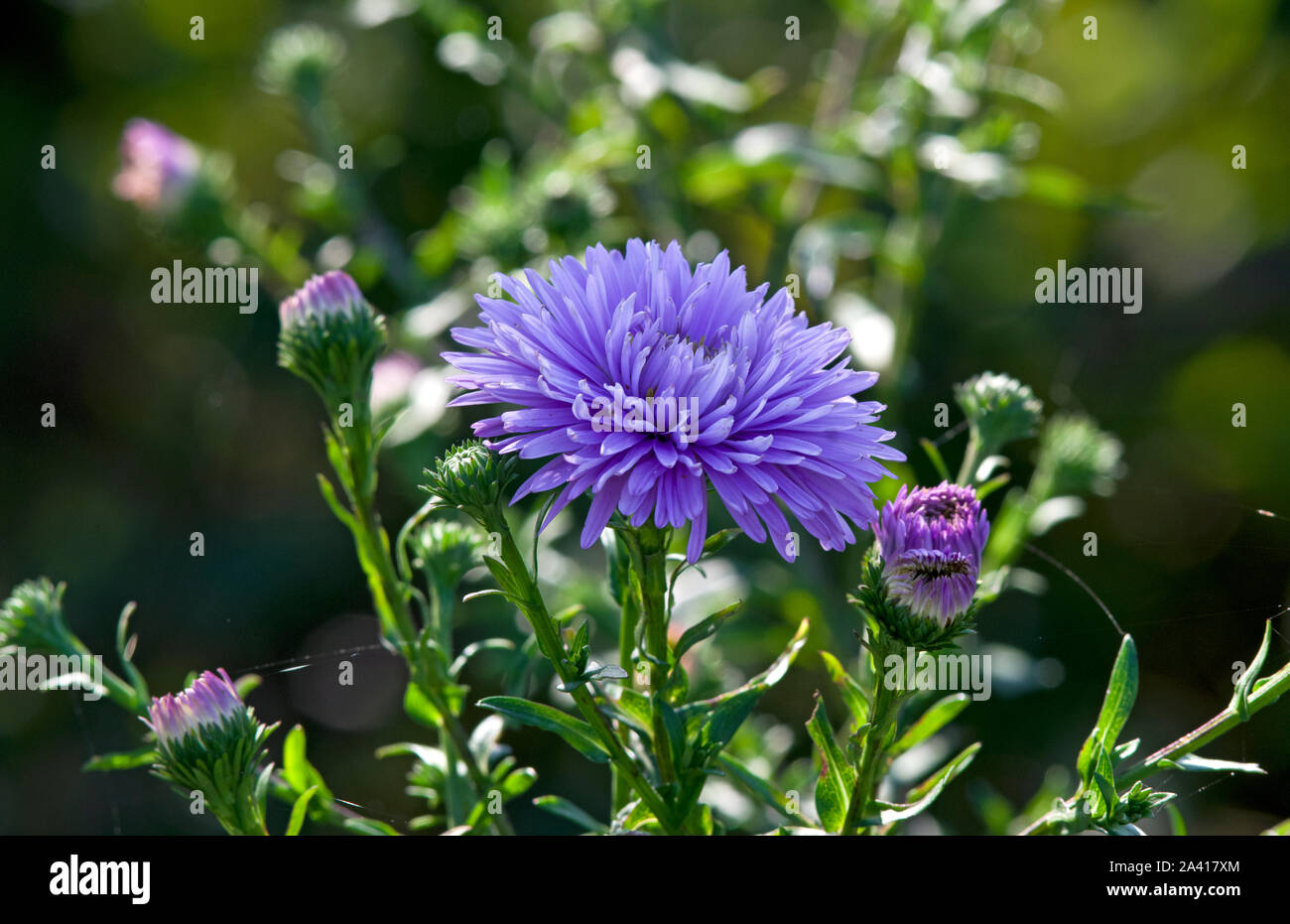 Symphyotrichum novi-belgii 'Ada Ballard' Banque D'Images