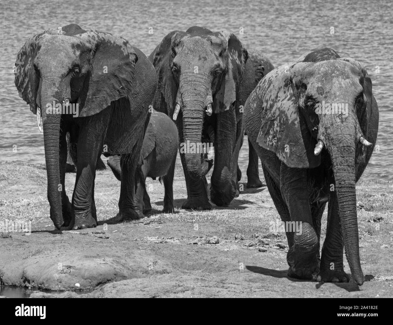 Petit groupe d'éléphants sur la rive de la rivière cobe au Botswana en noir et blanc Banque D'Images