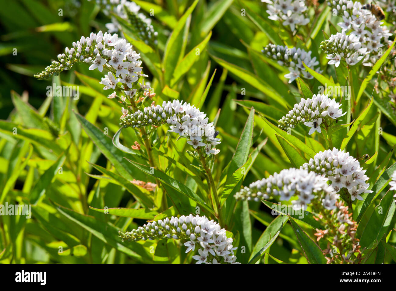 Lysimachia clethroides Banque D'Images