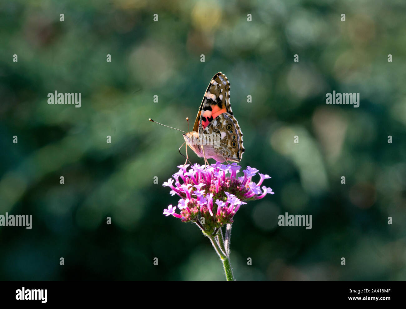 Butterfy Dame peinte sur la Verveine bonariensis Banque D'Images