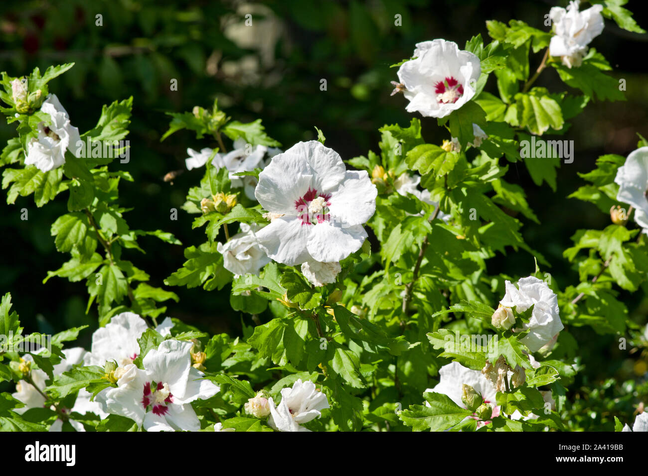 Hibiscus syriacus 'Red Heart' Banque D'Images