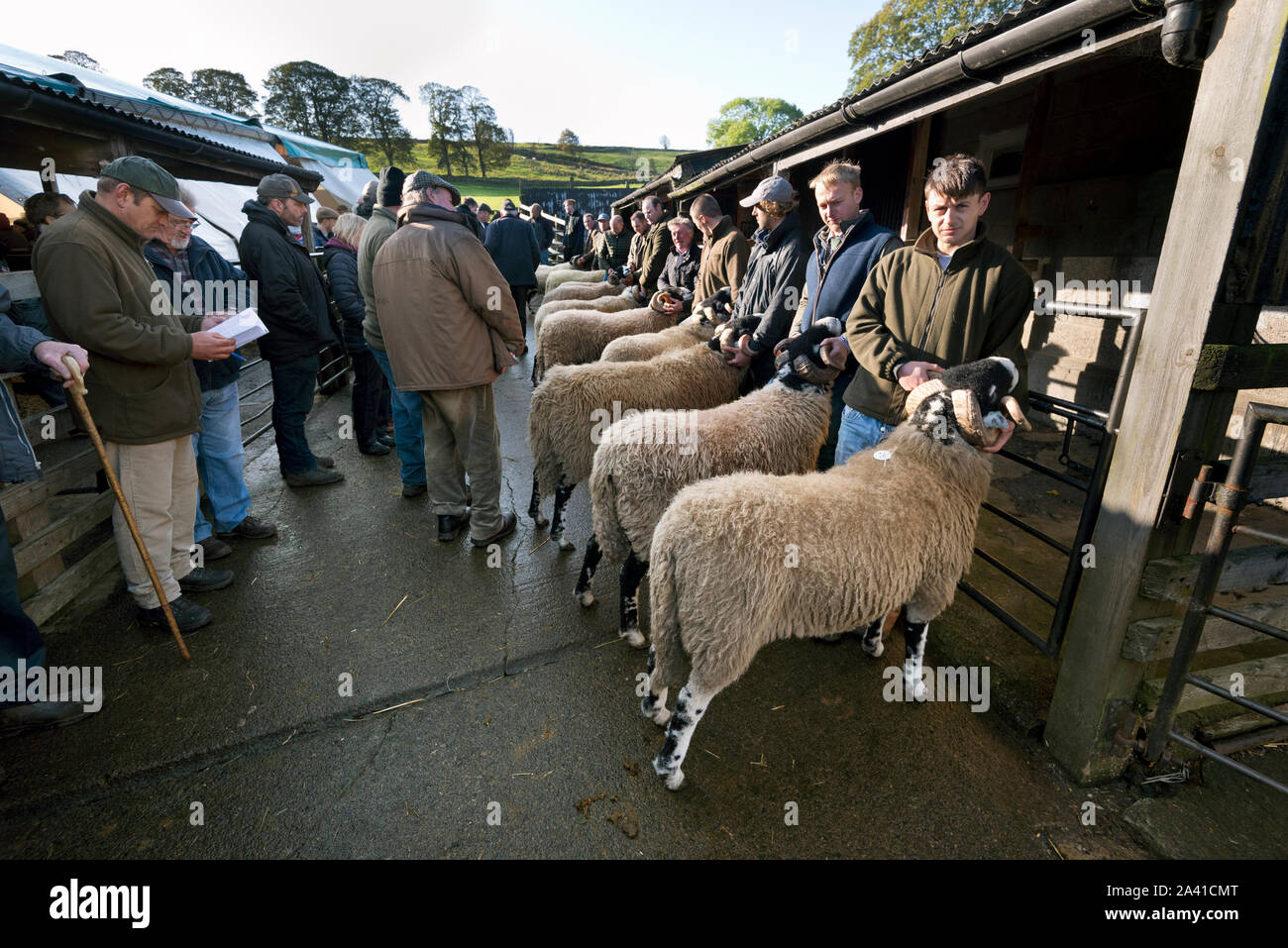 Salon annuel et la vente de béliers Swaledale, chapelle St Johns Auction Mart, Weardale, Co Durham, Royaume-Uni. Une ligne de béliers pour juger. Banque D'Images