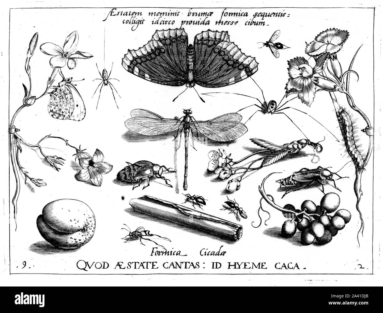 Illustrations de papillons vintage Banque d'images détourées - Alamy