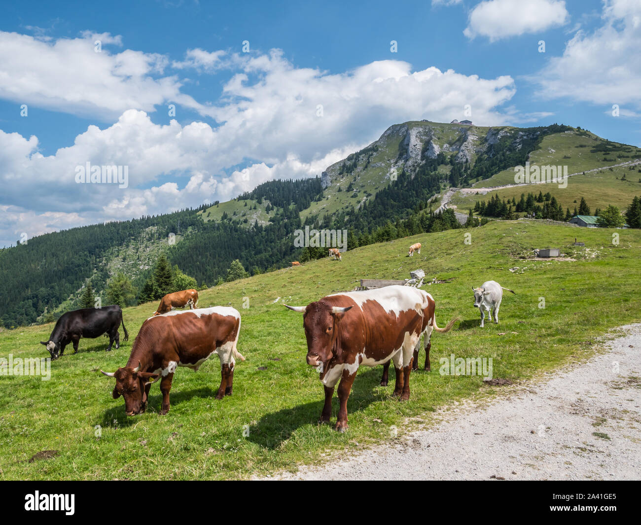 Les vaches paissent dans un pâturage de montagne Banque D'Images