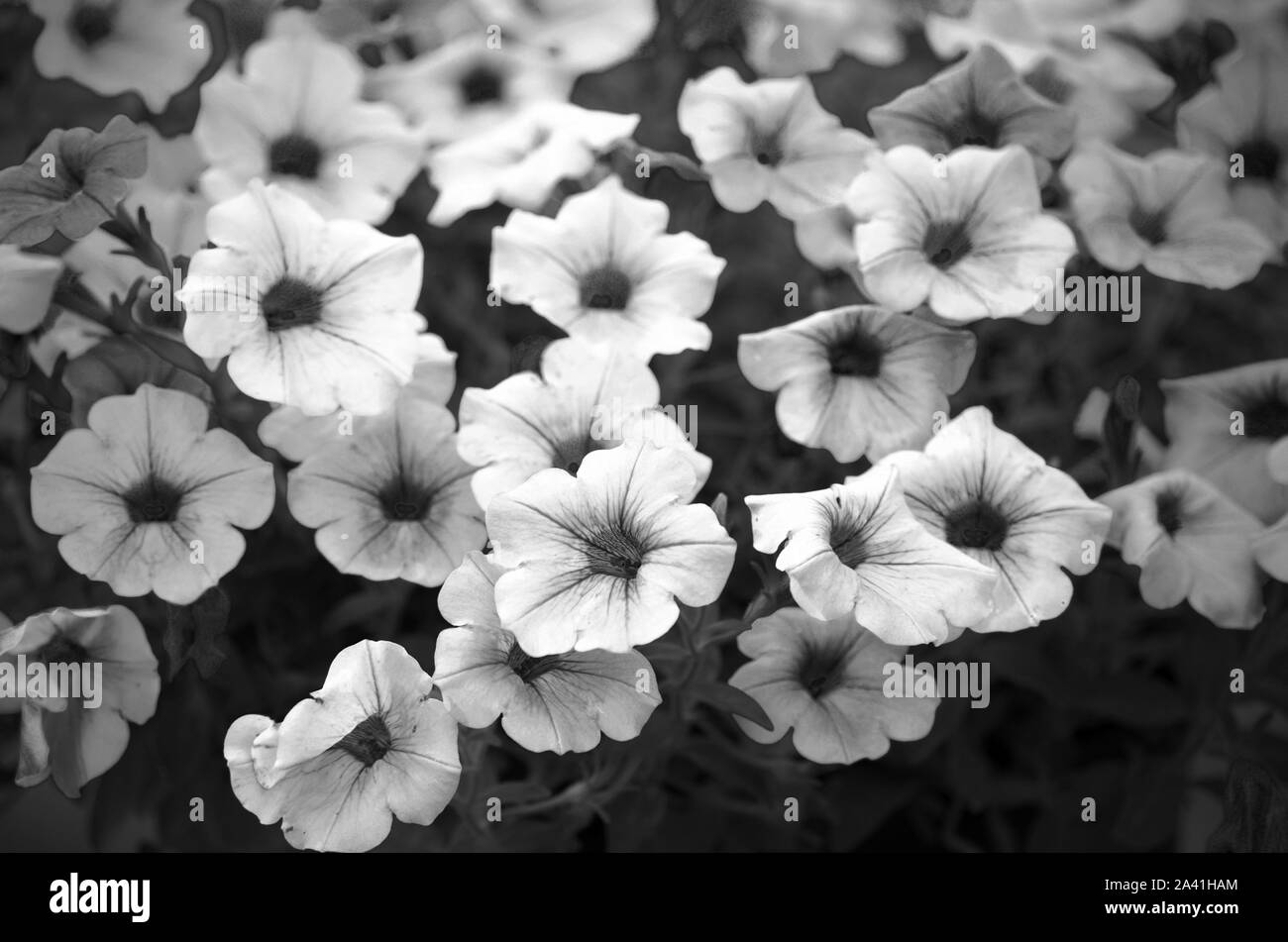 Jardin fleuri de nuit. Noir et blanc. Tons sombres. Banque D'Images