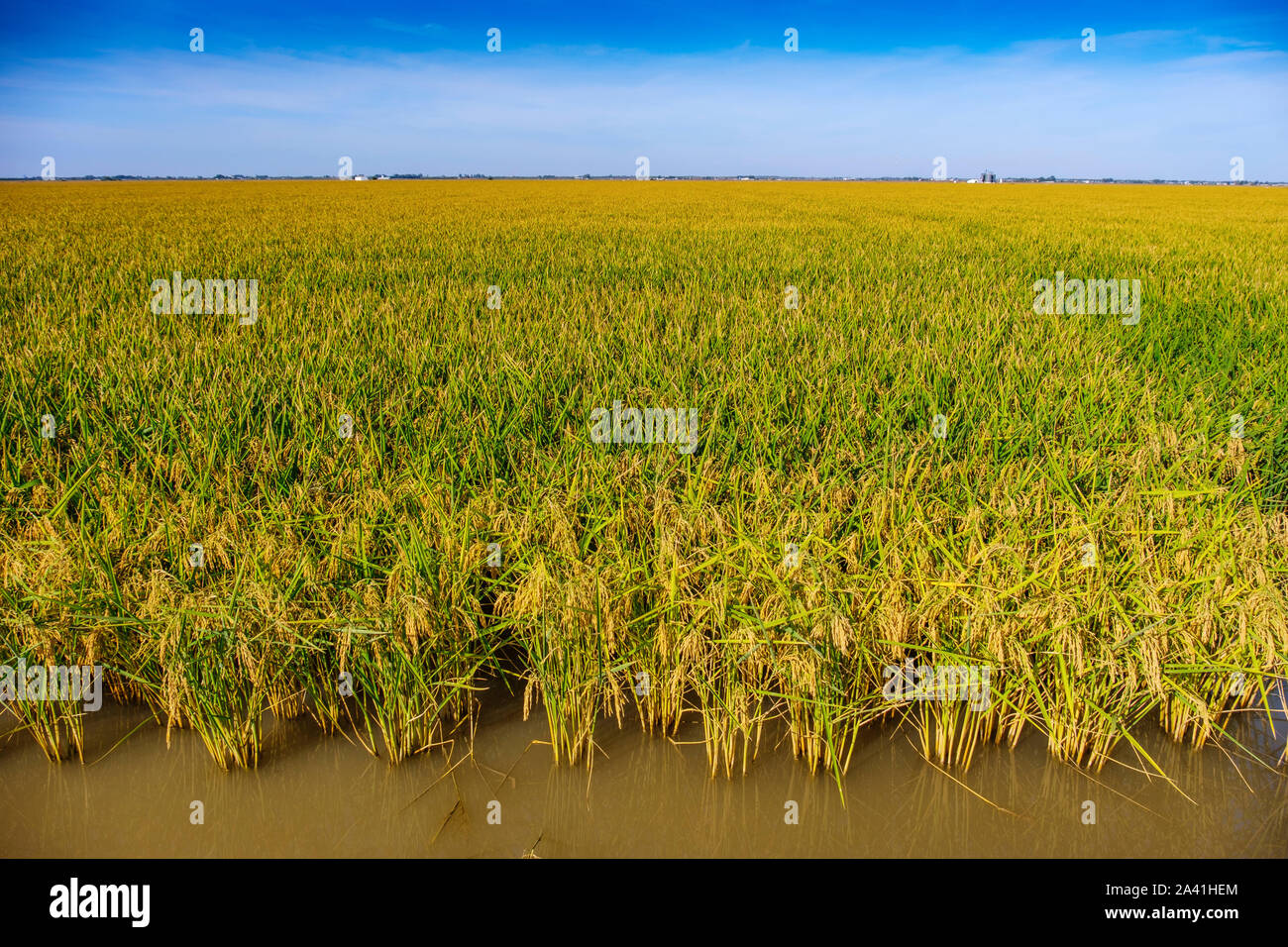 Les champs de riz dans le delta du fleuve Guadalquivir, près de Los Palacios y Villafranca, province de Séville. Le sud de l'Andalousie, espagne. L'Europe Banque D'Images