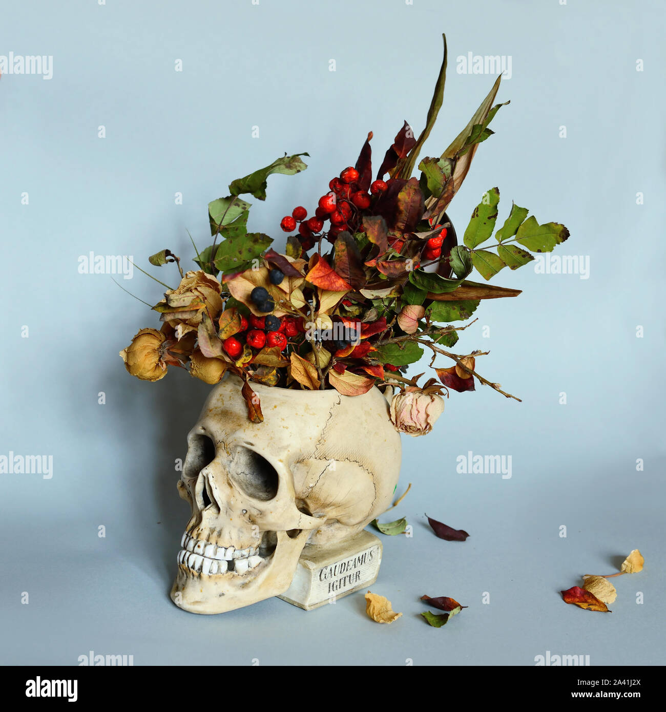 Crâne avec des fleurs sèches. Fond d'horreur Halloween Banque D'Images