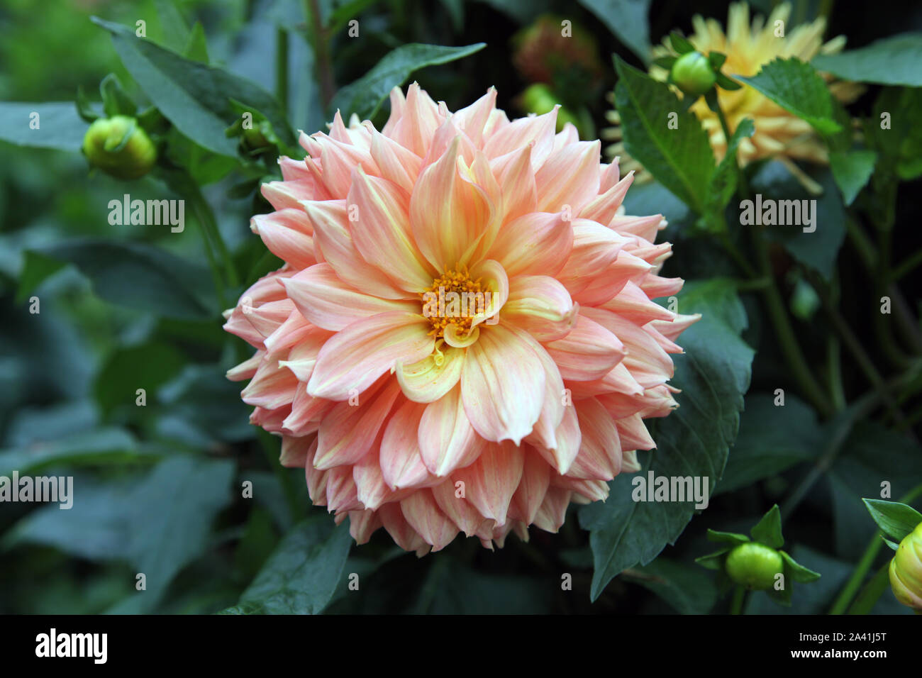 Une belle tête d'un gros plan de fleur Dahlia rose dans la journée Banque D'Images