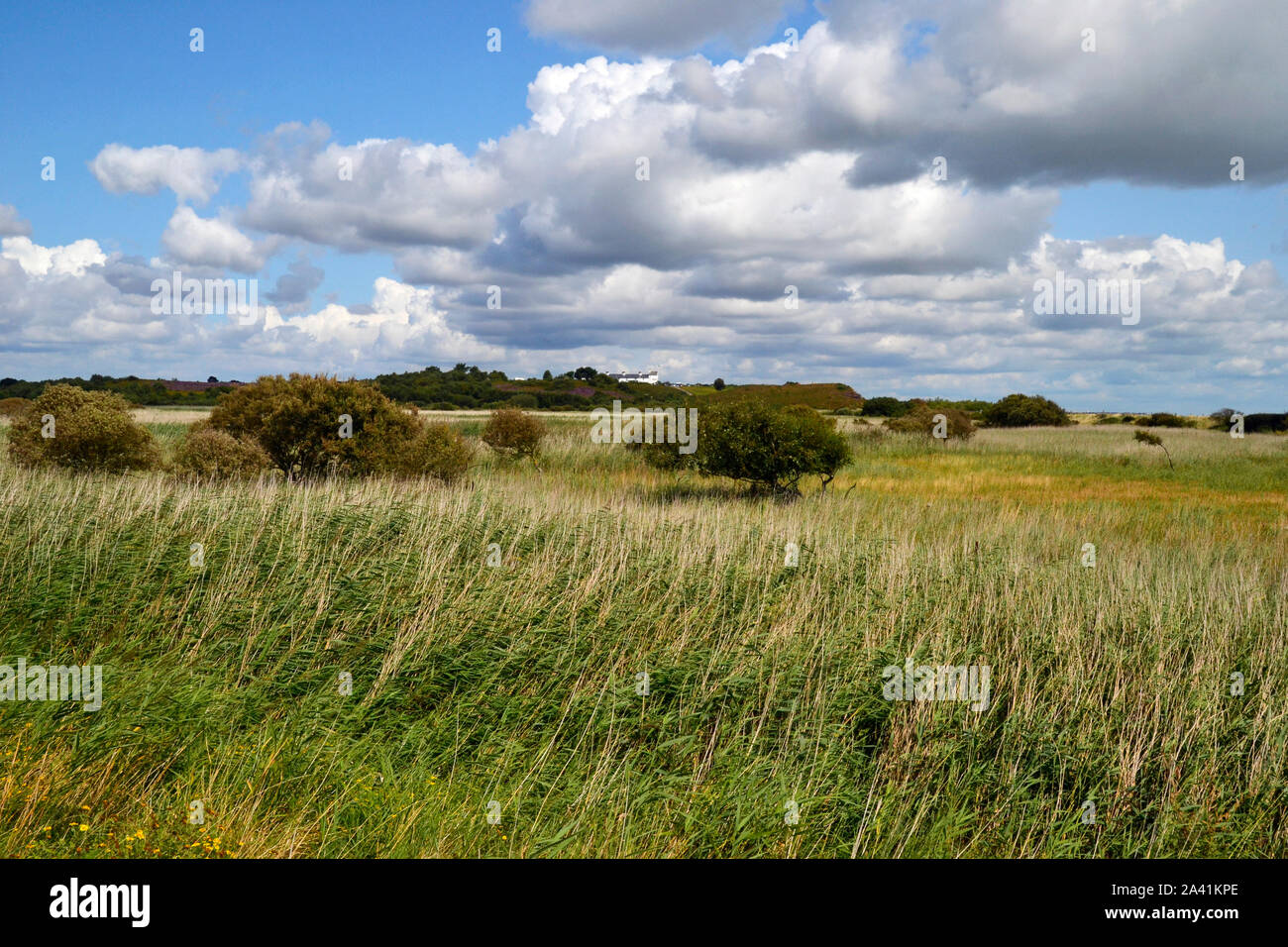 La réserve RSPB Minsmere, Suffolk, UK Banque D'Images