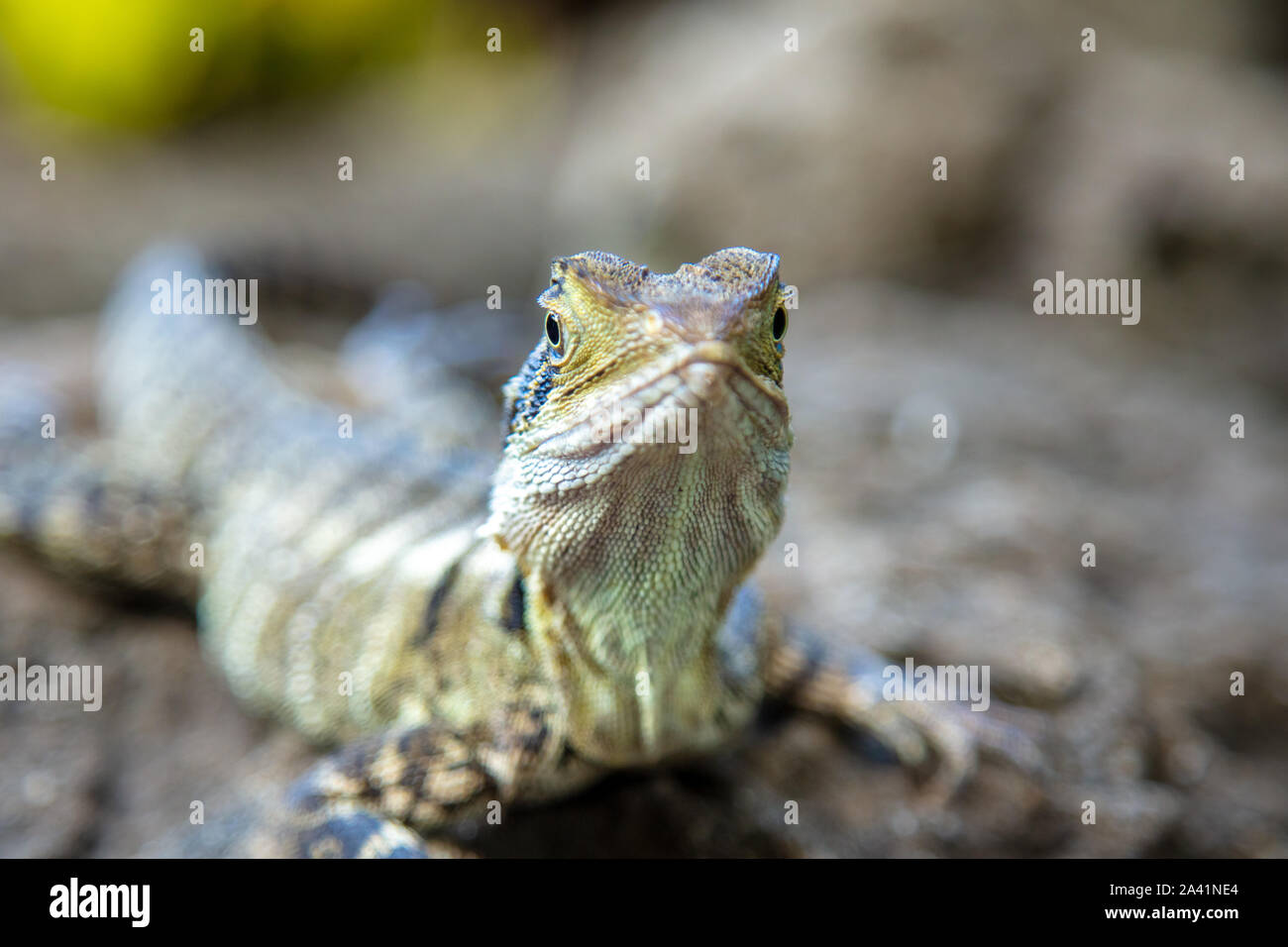 Gros plan sur un lézard coloré. Reptile coloré dans le zoo d'Australie, Queensland, Sunshine Coast - la maison du chasseur de crocodiles. Ces promenades sauriennes Banque D'Images