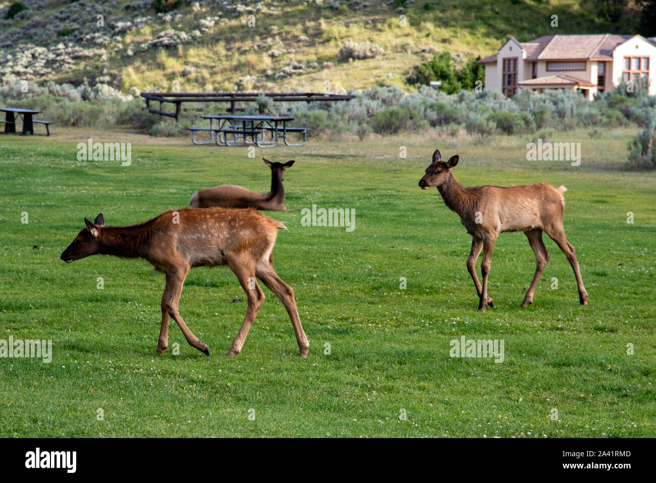 Semi-sauvages troupeau de wapitis au salon dans le Yellowstone Mammoth Banque D'Images