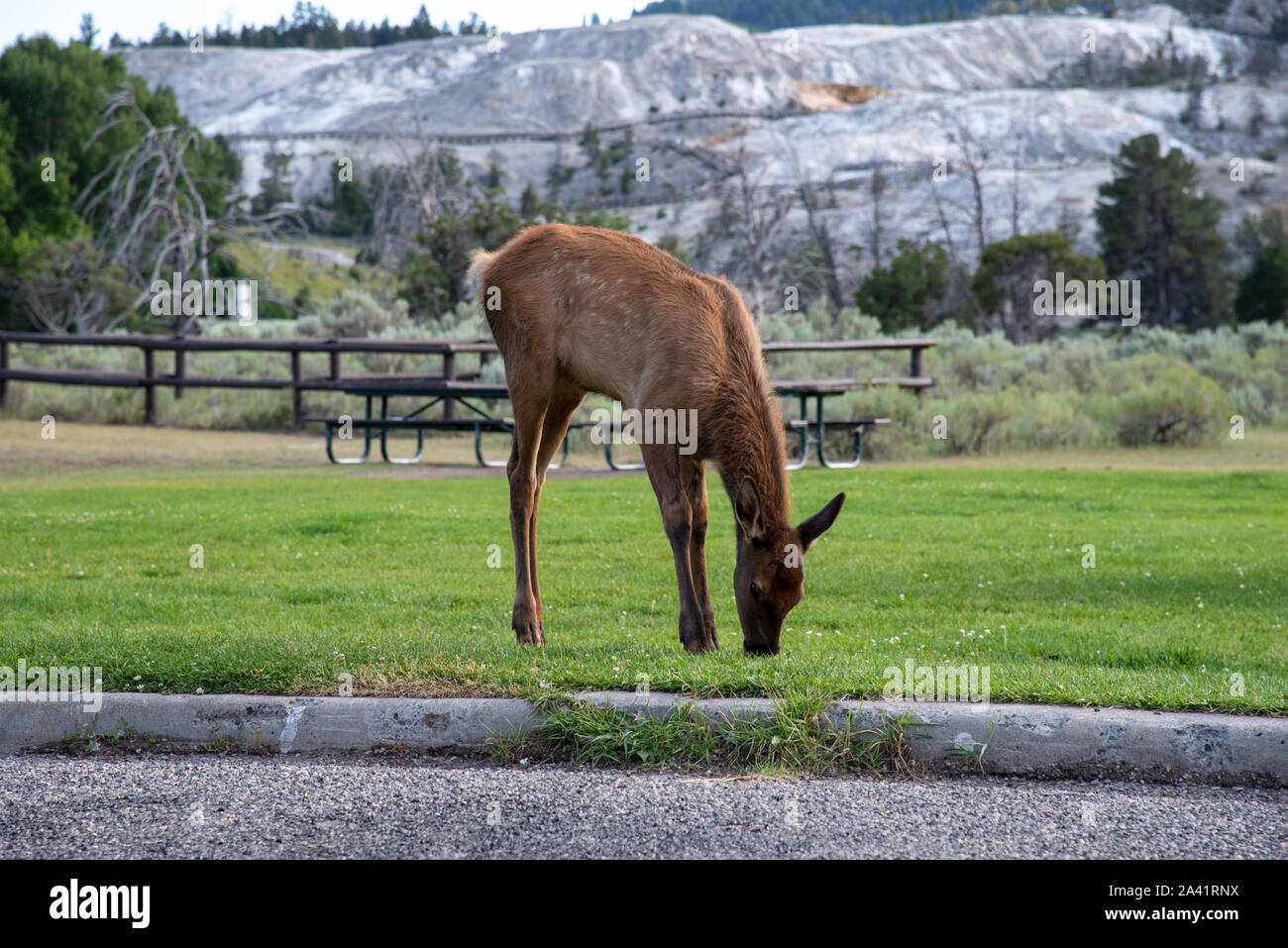Les jeunes demi-sauvage à la zone de mammouth Elk in Yellowstone Banque D'Images