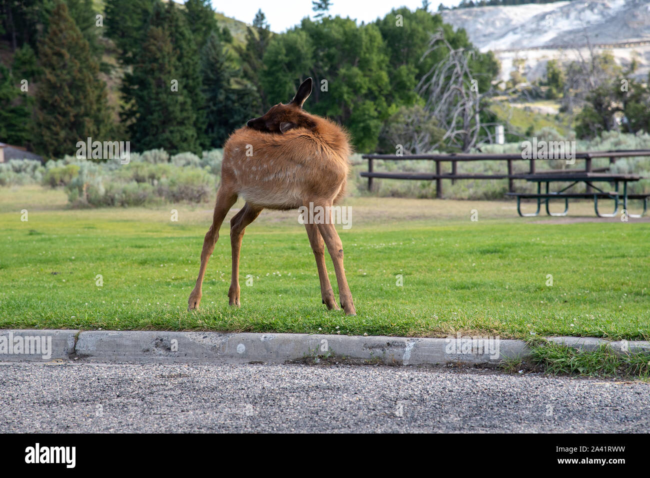 Les jeunes demi-sauvage à la zone de mammouth Elk in Yellowstone Banque D'Images