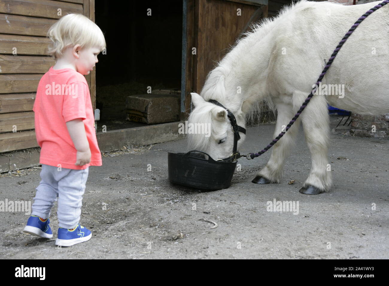 Jeune Homme Enfant Bebe Blanc Avec Poney Shetland Sur Cour Stable Photo Stock Alamy