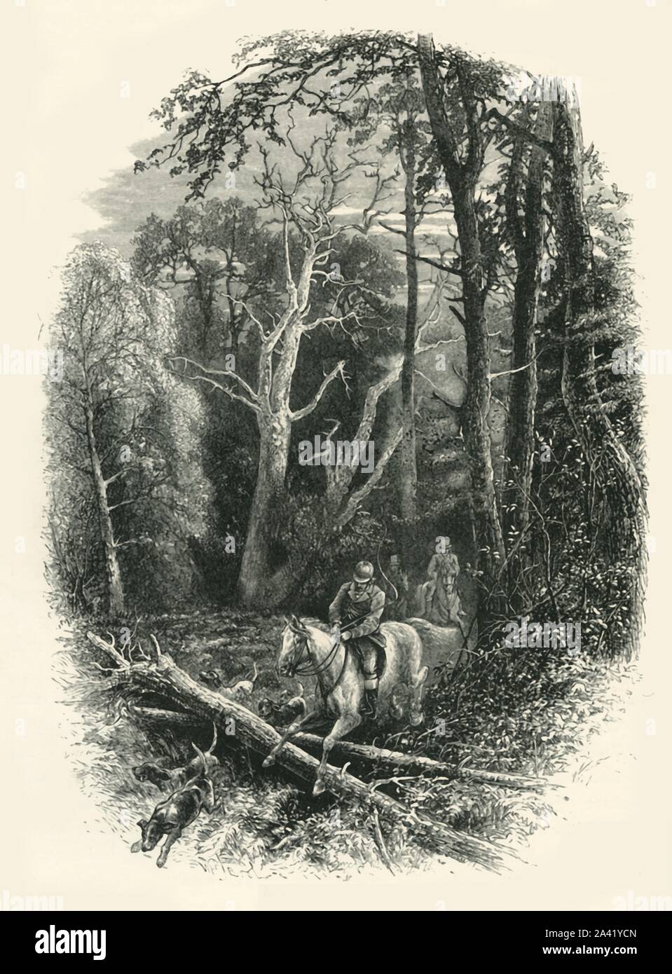 'Cedar à pied, Virginia Water', c1870. À partir de "l'Europe pittoresque - Les îles Britanniques, Tome I". [Cassell, Petter &AMP ; Galpin, Londres, c1870] Banque D'Images