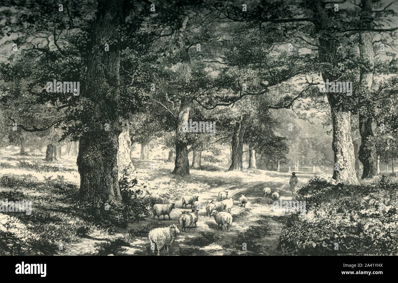 "Dans la forêt de Sherwood", c1870. Forêt royale dans le Nottinghamshire, Angleterre, célèbre pour l'association avec la légende de Robin des bois et un site important de vieux chênes. À partir de "l'Europe pittoresque - Les îles Britanniques, Tome I". [Cassell, Petter &AMP ; Galpin, Londres, c1870] Banque D'Images