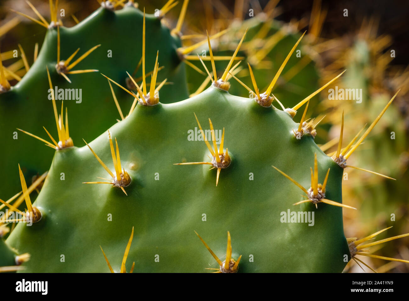 Cactus closeup, épines sur macro cactus Banque D'Images