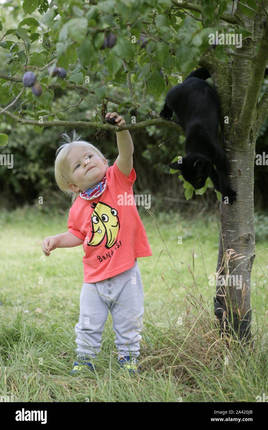 Young male Toddler enfant venu de récolte de prunes arbre à chat noir jouant dans l'arbre Banque D'Images
