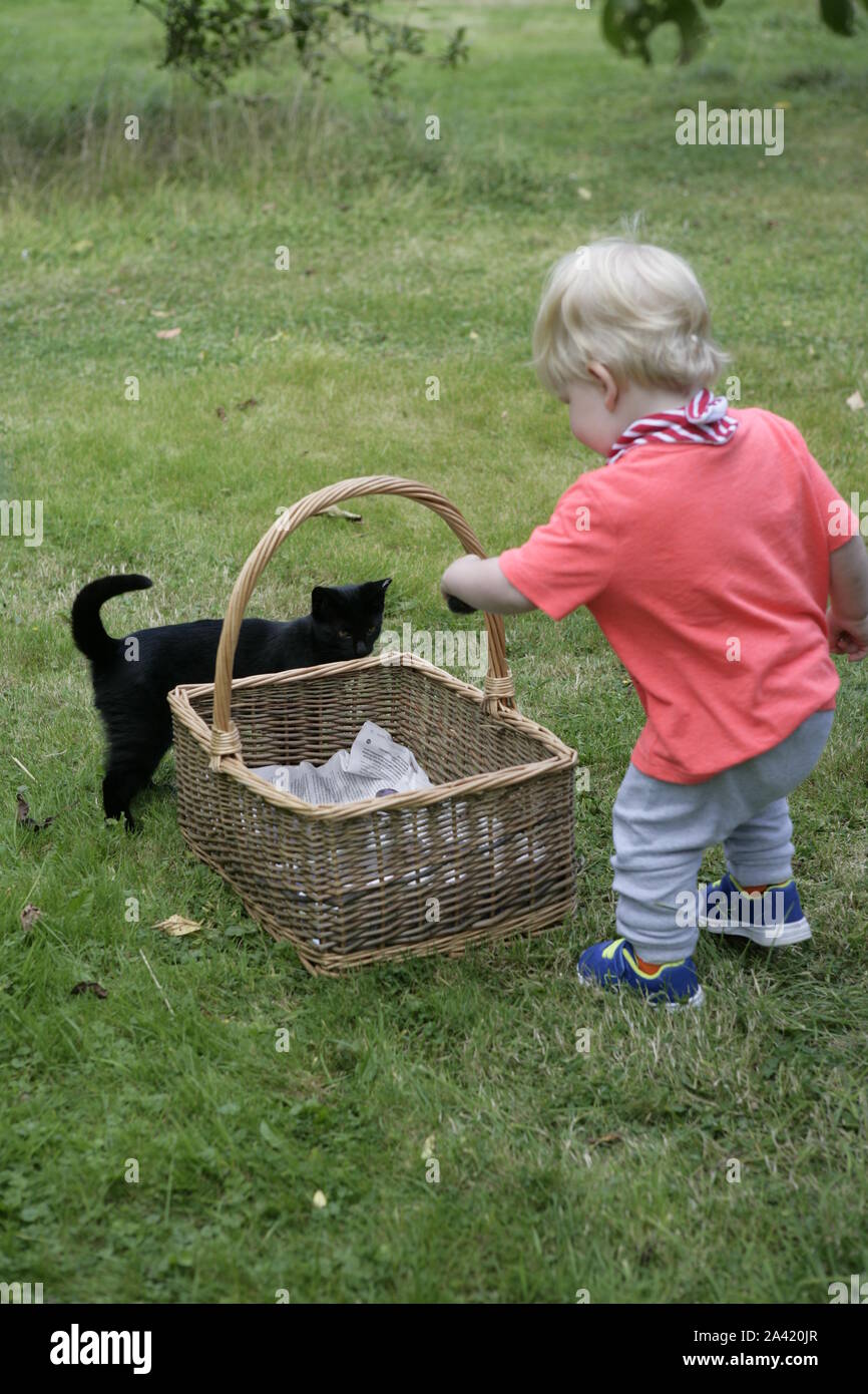 Young male Toddler enfant mettre les prunes fraîchement récoltées dans panier en osier, avec Cat en arrière-plan Banque D'Images