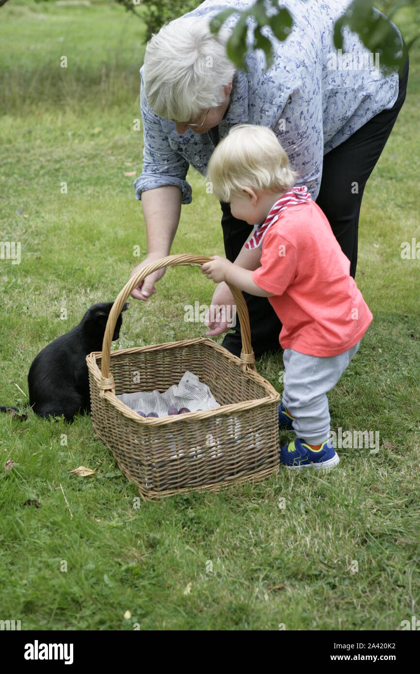 Grand-mère aide les jeunes hommes tout-petit enfant dans les prunes fraîchement récolté panier en osier, avec Cat en arrière-plan Banque D'Images